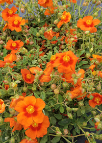Helianthemum nummularium 'Ben Nevis'